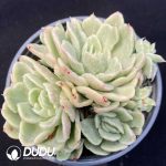 Echeveria Floriana Monstrose Variegated Cluster