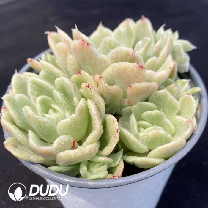 Echeveria Floriana Monstrose Variegated Cluster - Image 2