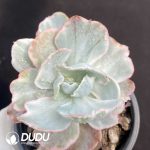 Echeveria Flying Cloud Variegated
