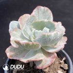 Echeveria Flying Cloud Variegated - Image 2