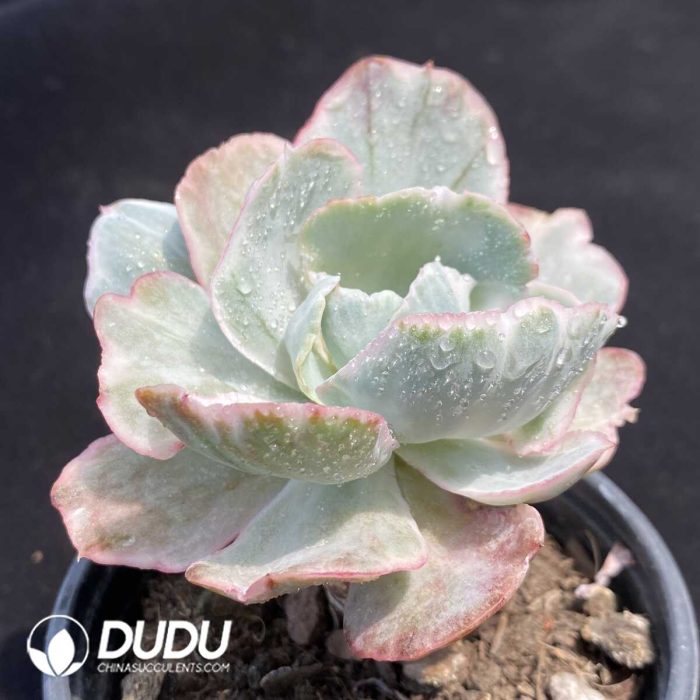 Echeveria Flying Cloud Variegated - Image 2