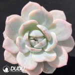 Echeveria Monroe Variegated