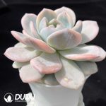 Echeveria Monroe Variegated - Image 2