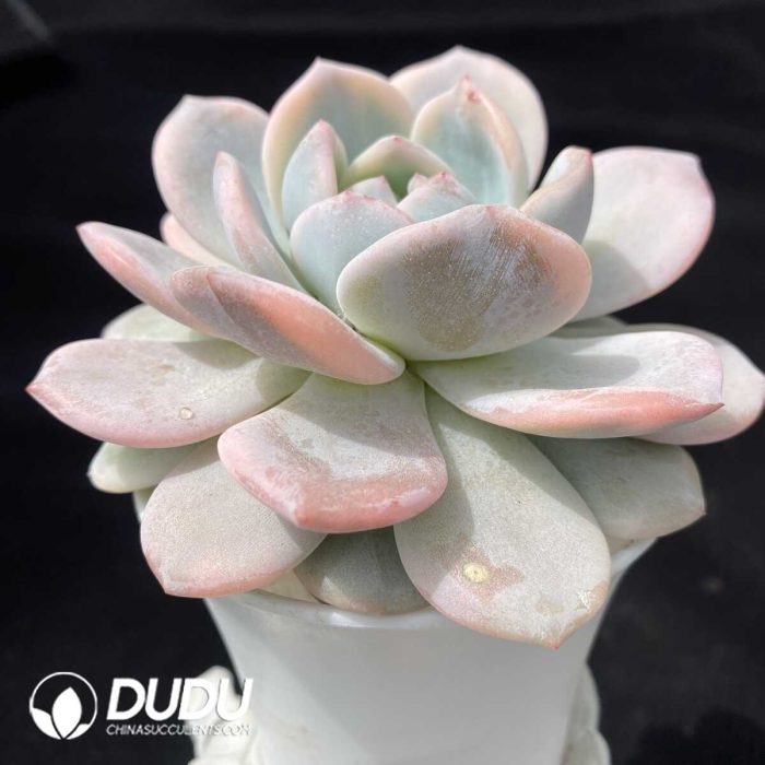 Echeveria Monroe Variegated - Image 2