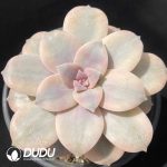 Graptopetalum Superbum Variegated