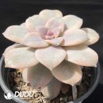 Graptopetalum Superbum Variegated - Image 2