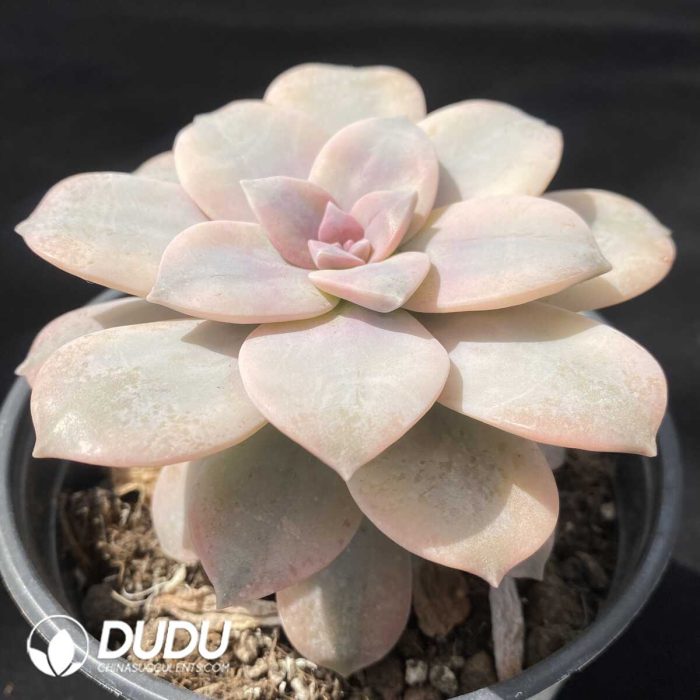 Graptopetalum Superbum Variegated - Image 2