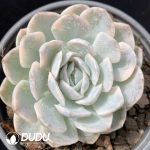 Echeveria Elegans Variegated