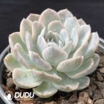 Echeveria Elegans Variegated - Image 2