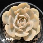 Echeveria Runyonii Variegated