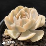 Echeveria Runyonii Variegated - Image 2
