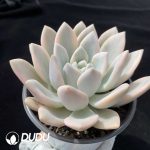 Graptoveria Opalina Variegated - Image 2