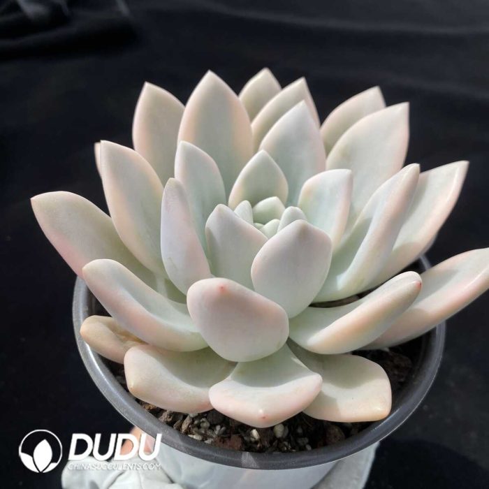 Graptoveria Opalina Variegated - Image 2