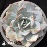 Echeveria Cream Tea