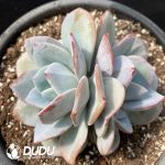 Echeveria Cream Tea Double Heads