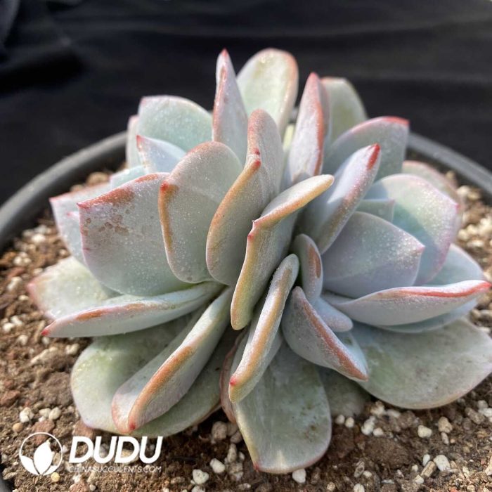 Echeveria Cream Tea Double Heads - Image 2