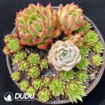 Echeveria Basin Combination