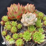 Echeveria Basin Combination - Image 2