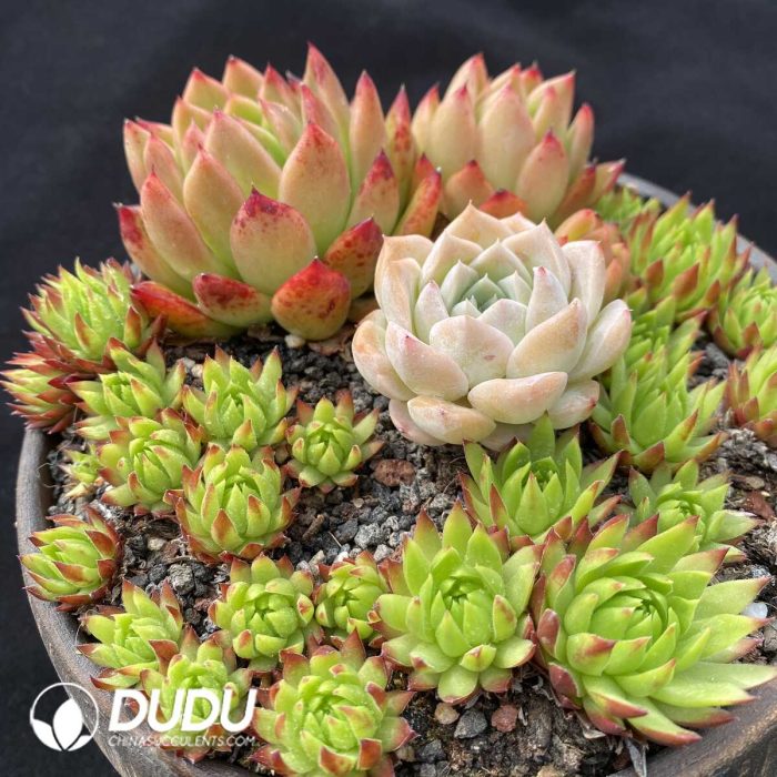 Echeveria Basin Combination - Image 2