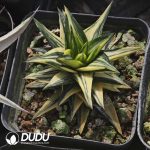 Haworthia Ivory Palace - Image 2