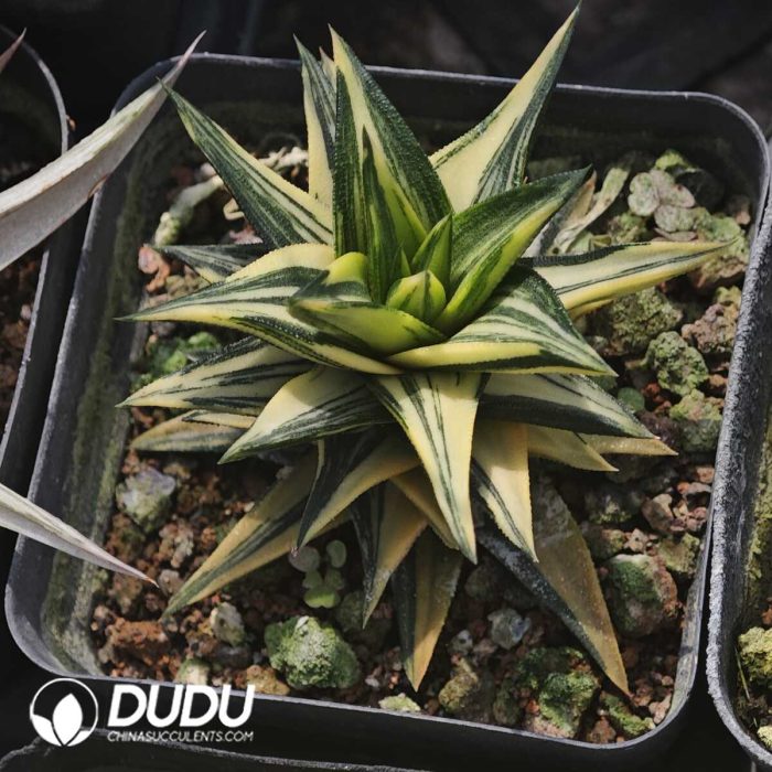 Haworthia Ivory Palace - Image 2