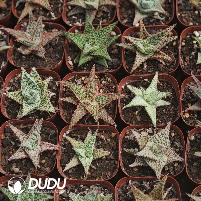 Seed-grown Horticultural Aloe - Image 2