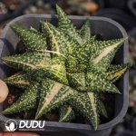 Haworthia hard leaf hybrid variegated - Image 2