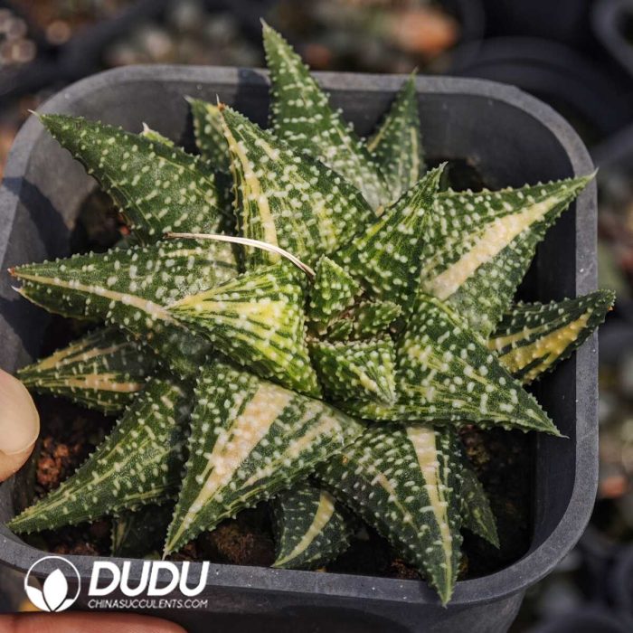 Haworthia hard leaf hybrid variegated - Image 2