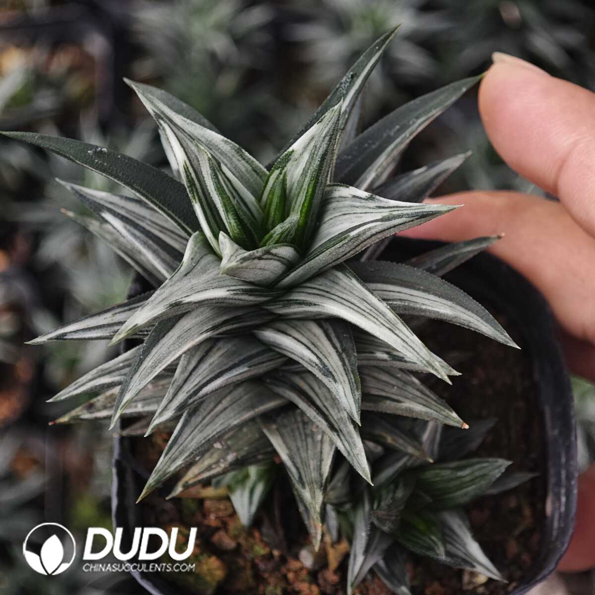 1749630561-e201.jpg Haworthia tortuosa f Alba variegated - Image 1