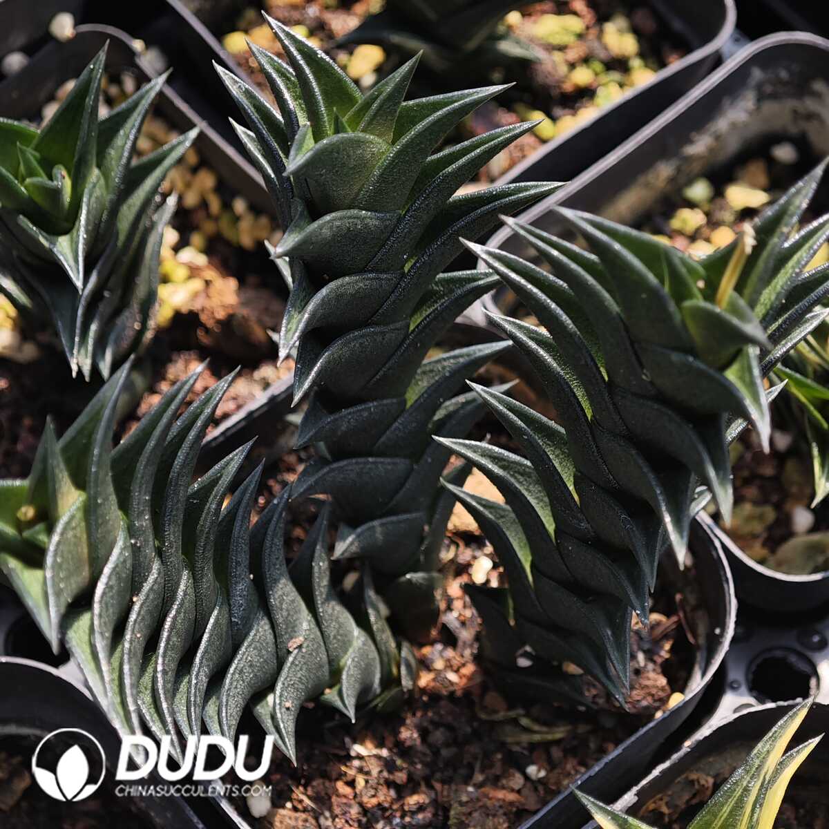 1749630565-e201.jpg Haworthiopsisviscosa (L.) Gildenh. & Klopper Single - Image 1