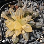 Haworthia magnifica v.atrofusca variegated