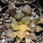Haworthia magnifica v.atrofusca variegated - Image 2
