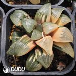 Haworthia springbokvlakensis Variegated