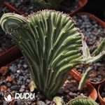 Haworthia Tianlong Cristata