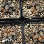 Haworthia Daming Lake Maughani Variegated - Image 2