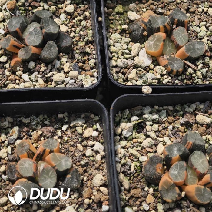 Haworthia Daming Lake Maughani Variegated - Image 2