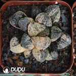 Haworthia Mordo Variegated