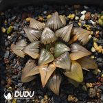 Haworthia Magnifica Variegated