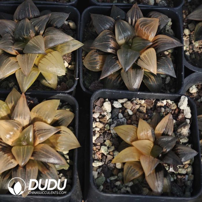 Haworthia Magnifica Variegated - Image 2