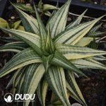 Haworthia Haworthiopsis