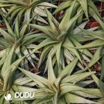 Haworthia Haworthiopsis - Image 2