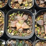 Haworthia Melon Island - Image 2