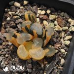 Haworthia Toujing Variegated