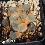 Haworthia Toujing Variegated - Image 2