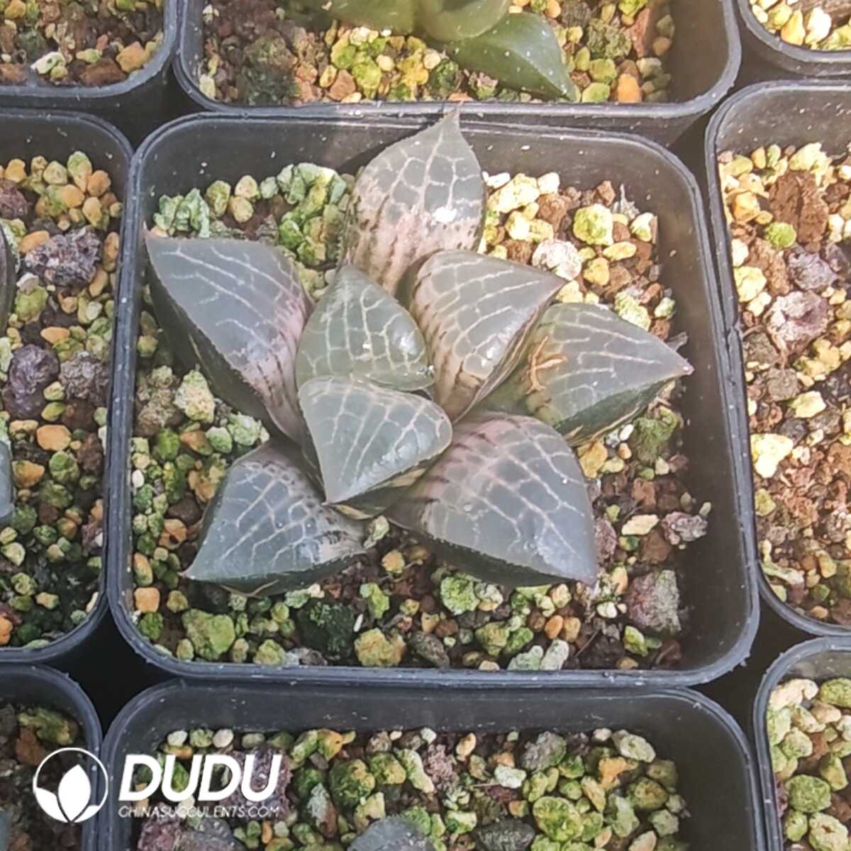 1749630656-e201.jpg Haworthia Comptoniana Variegated - Image 1