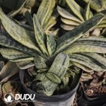 Gasteria Cream Minima