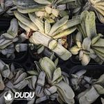 Gasteria Cream Minima - Image 2