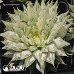 Haworthia bolusii Bak