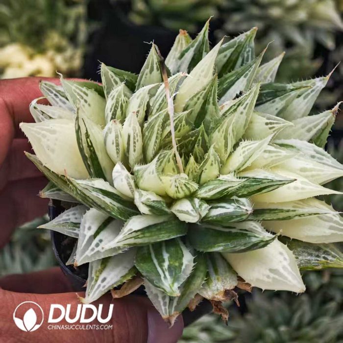 Haworthia bolusii Bak - Image 2