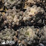 Haworthia hybrid Mirrorbal - Image 2